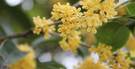 桂花禁忌|桂花茶：功效、營養價值、禁忌、正確食用方式